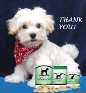havanese biting problems nuvet vitamins kingskids havanese havanese biting problems nuvet vitamins kingskids havanese