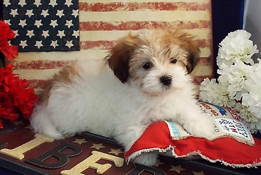 can havanese swim havanese puppies puppy for sale dogs breeders breeds family children can havanese swim havanese puppies puppy for sale dogs breeders breeds family children